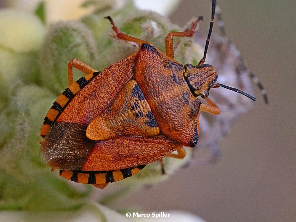 Pentatomidae:  Carpocoris ... e poi ?        ....purpureipennis !